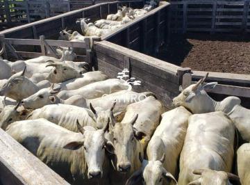 Rural · 338800m² · CHÁCARA EN NOVA XAVANTINA - MT - NIL - BARRACÃO E CURRAL - CÓD. 15917