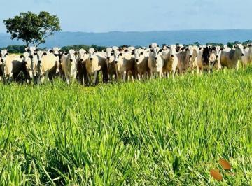 aad3dfd9194bb13b11cbb5d74d7eab8bf972158f · Fazenda à venda, 8006600 m² por R$ 35.000.000,00 - Zona Rural - Rosário Oeste/MT