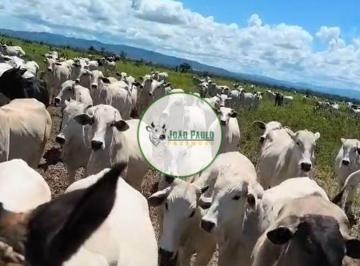 Rural , Niquelândia · Fazenda a venda em Niquelandia-GO - 868 hectares de pastagens formadas - 300 ha lavoura