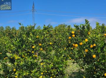Foto 01 · Sitio, 13 Hectares - Formado em Laranja, Sarapuí, SP