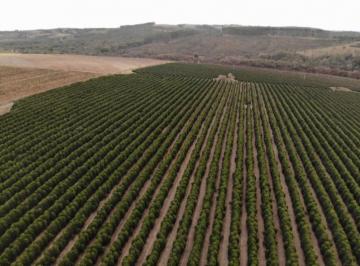 Rural · FAZENDA PRA CAFE COM 240HEC BEIRA RIO DOURADOS
