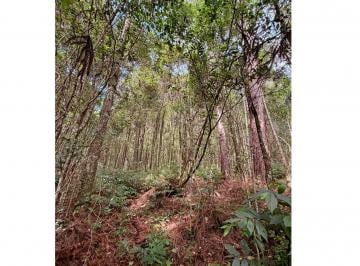 Imagem 1 · Chácara para venda em Kayser, Caxias do Sul