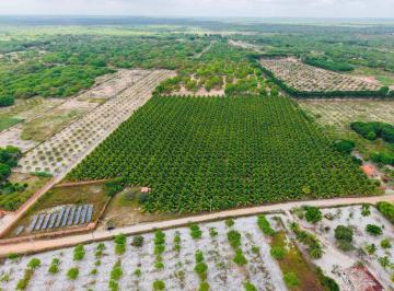 Terreno , Cruz · Terreno com plantação de coqueiros próximo a Praia do Preá