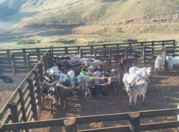 Imagem 1 · Fazenda para venda em Centro, Lorena