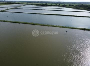 Rural · 355000m² · 2 Quartos · Fazenda de Camarao a Venda