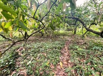 Rural · 1650000m² · FAZENDA MARANATA 165 HA - ILHÉUS x ITAJUIPE