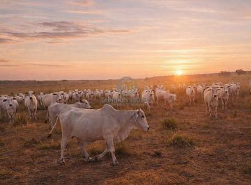 Lote de 400 cabeças de gado de corte inclusos no inventário de porteira fechada no Vale do Araguaia - TO. · Fazenda 147 Alq. Porteira Fechada - Lagoa da Confusão TO