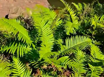 Terreno , Delfim Moreira · CACHOEIRA A VENDA, COM O MELHOR PREÇO DO BRASIL NA SERRA DA MANTIQUEIRA