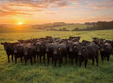 Lote de gado Angus em pastagem de alta capacidade de suporte, evidenciando o padrão genético e produtivo da propriedade. · Fazenda 1390 Alqueires à Venda em Cornélio Procópio PR
