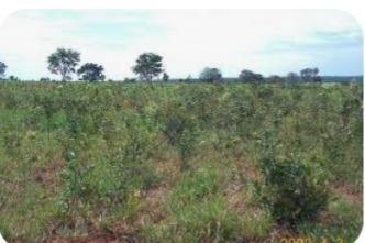 Imagem 1 · Fazenda para venda em Centro, Felixlândia
