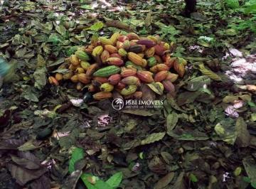 a713bbfe3b26c72aeca13540dc449c1e4ccc75aa · FAZENDA A VENDA SUL DA BAHIA 70 MIL PES DE CACAU