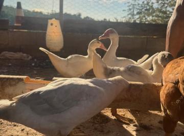 Rural de 2 quartos, Registro · Chacara em Registro/SP