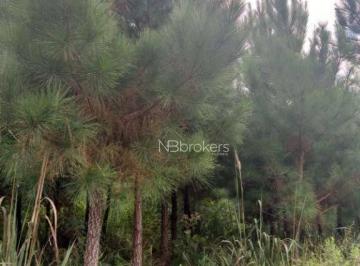 a7c70d977d958598300e23c1d5489a6b470b832d · Terreno / Arreia Branca dos Assis
