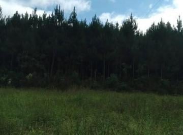 Imagem 1 · Fazenda para venda em Mandirituba