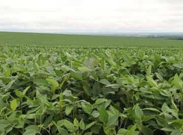 Imagem 1 · Fazenda para venda em Centro, Ivaté