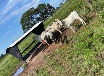 Imagem 1 · Fazenda para venda em Centro, Conceição do Tocantins