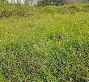 9b309eb3fac57e440e7cb91b71ed7687ee898f93 · Terreno à venda, 702 m² por R$ 2.500.000,00 - Jardim América - Paulínia/SP