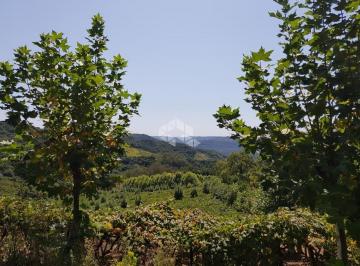 Rural · 130800m² · Área Rural na Linha Leopoldina - 13,8 Hectares com Vinhedo Produtivo