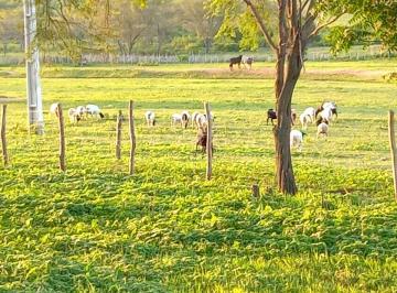 Rural de 3 quartos, Itapiúna · Vendo fazenda estruturada de 404 hectares na zona rural de Itapiuna. Terra fértil, 50 % desmatada.