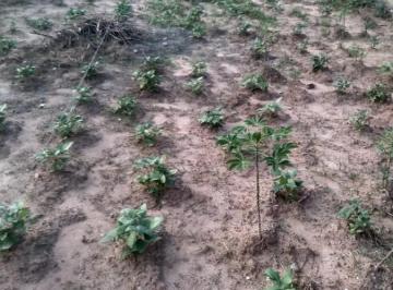 Terreno · 284m² · Terreno para venda em Residencial Parque Da fazenda de 284.00m²