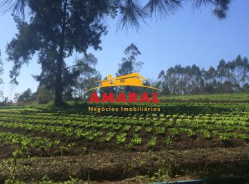 Rural · 20000m² · 4 Quartos · 10 Vagas · Sitio para locação em Suzano , Produtivo.