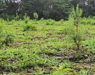 Rural · 411400m² · 1 Quarto · Fazenda / Sítio para venda em Três Córregos de 411400.00m² com 1 Quarto