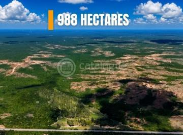 Rural · 988ha · Fazenda em Macau 988 Hectares