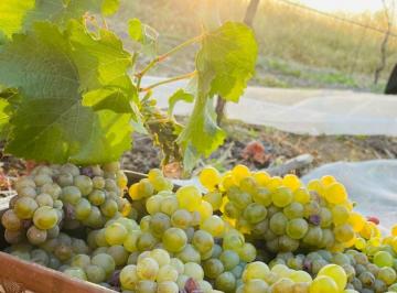 Rural de 3 quartos, Cocalzinho de Goiás · Chácara em Cocalzinho de Goiás com lindo Vinhedo em produção