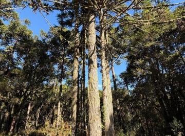Rural · 20000m² · Área à venda em Urupema/SC