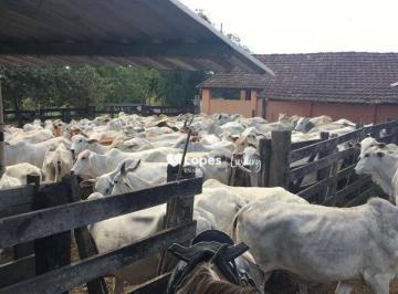 7b477e8cdcf353f048fcb48ef524cbd8fcaa7a9a · Fazenda em Araruama - porteira fechada - 35.000 m2 - R$ 9.100.000,00 - Araruam