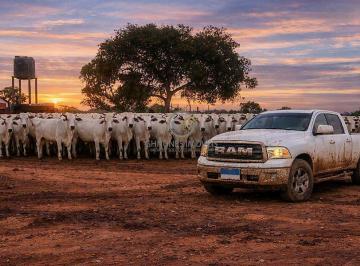 Lote de gado Nelore em área de manejo, evidenciando o potencial produtivo e a rotina diária da propriedade. · Fazenda 2.438 ha à Venda em Joaquim Felício MG na BR-135