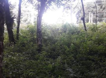 Foto 01 · Terreno, Eucaliptos, Fazenda Rio Grande, PR