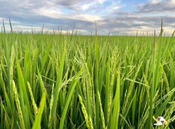 Rural · FAZENDA COM 930HEC PRA IRRIGAÇÃO