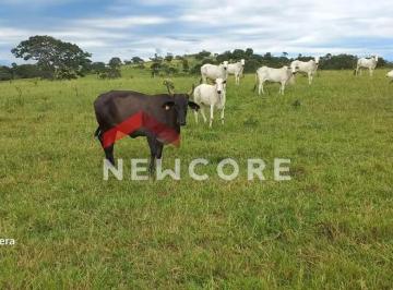 Terreno · Lote em Avenida Nicolau Abrão - Setor Central - Catalão/GO