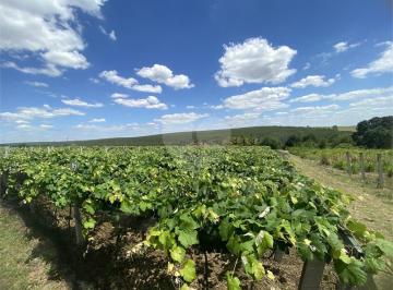 Imagem Principal · Sítio Produtivo com Goiaba e Uva Niagara + Lago de Pesca | Estrutura Completa para Moradia e Investi