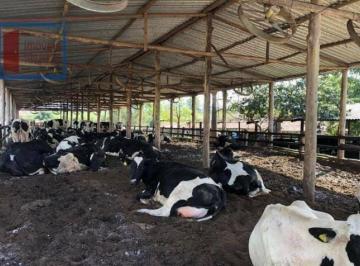 5af9077d7ec97b1b74eb88642b16a82657f8fd56 · Ótima a venda fazenda com 330 alq. Na região de Cachoeira Paulista