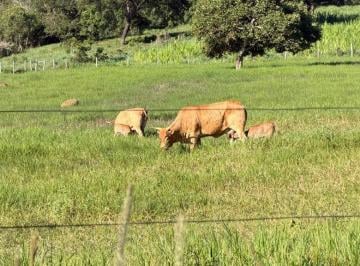 Rural , Luziânia · Lindo Haras/Fazenda