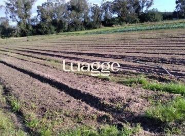 Rural · 4069m² · Área com 4,695 hectares à venda, Av. do Lami - Belem Novo