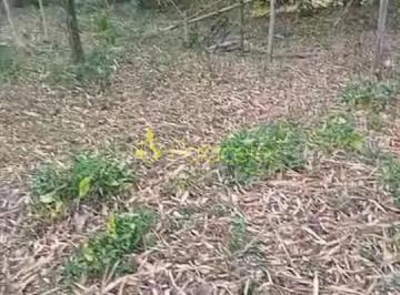 1000825400.jpg · Terreno à venda, Vila São Benedito, Pindamonhangaba, SP