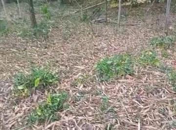 1000825400.jpg · Terreno à venda, Vila São Benedito, Pindamonhangaba, SP