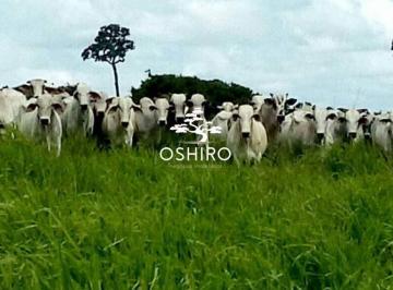 Rural · 8760000m² ·  FAZENDA À VENDA – COCALINHO-MT Excelente para investimento em pecuária! - NIL.- CÓD. 16047