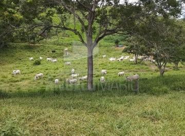 202408291551012273.jpeg · Fazenda para Venda em Almenara, RODOVIA 367, A 26 KM DA CIDADE DE ALMENARA-MG.