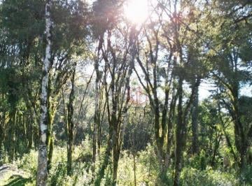 21f4ba3cb8fe8d1c5fbc5a5105de734401a6ab10 · Terreno à Venda em Gramado no Vivendas do Arvoredo!