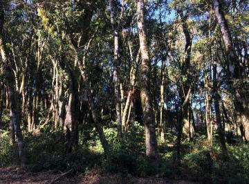 a33757bdf19617eccc25a2b1b0d9d7a6bfdd3c14 · Terreno à Venda no bairro Floresta em Gramado!