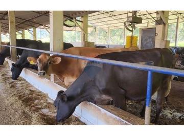 Rural · 3000m² · 20 Quartos · Fazenda / Sítio para venda em Centro de 3000.00m² com 20 Quartos