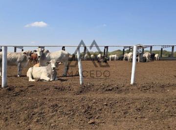 Rural , Cesário Lange · VENDO SÍTIO 13.85 ALQUEIRES - CESÁRIO LANGE