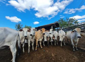 Rural · 600m² · 4 Quartos · Fazenda Perobas (Araruama/RJ) - 52 Alqueires de Alta Vocação Agropecuária e Pote