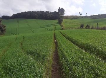 Rural · 60000m² · Sítio  á venda no norte do Paraná na região  de Pitanga