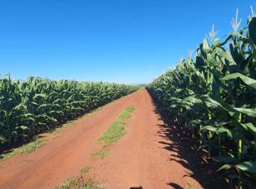 Rural de 4 quartos, Uruguai · Fazenda Agricola 27.0000 Hec. Pedro Juan Caballero Paraguay Alta Produtividade! preço em dolar