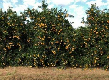 Imagem 1 · Fazenda para venda em Centro, Tatuí